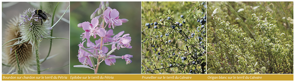 Fig. 3. Quelques photos illustrant la diversité des terrils du Pétria et du Calvaire (© A. Fayet) - Agnés Fayet
