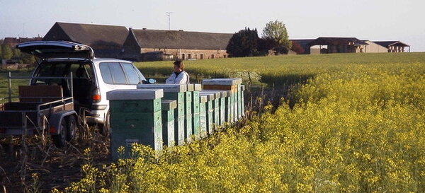 Pollinisation d'une culture de colza assurée par les services d'un apiculteur - © <span class="caps">CARI</span>
