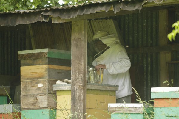 Apiculteur dans un rucher