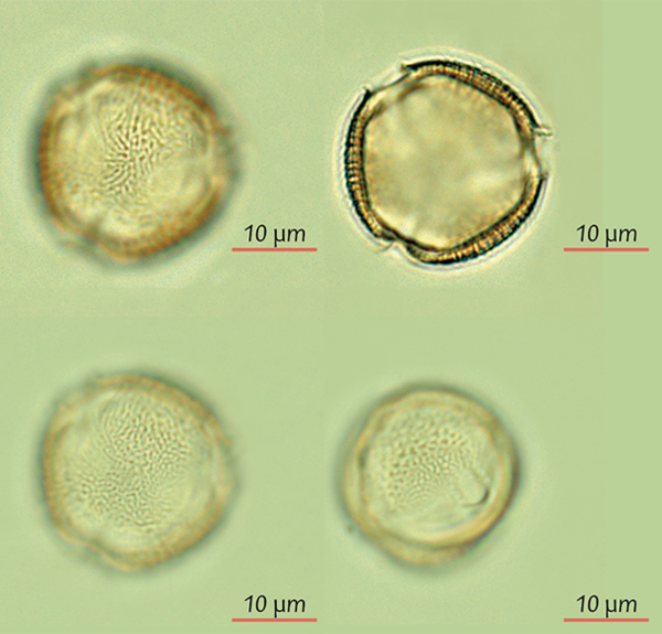 Pollen d'Ailanthus altissima acétolysé en vue polaire et équatoriale - @ Bui Thi Mai, M. Girard – <span class="caps">CEPAM</span> / C. Gastaldi – <span class="caps">ANSES</span>, 2022
