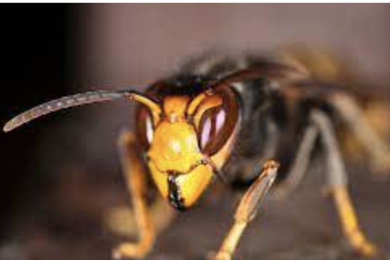 Protection des ruchers contre le frelon asiatique
